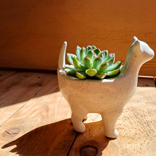 Mishi Suculenta 🐈⬛