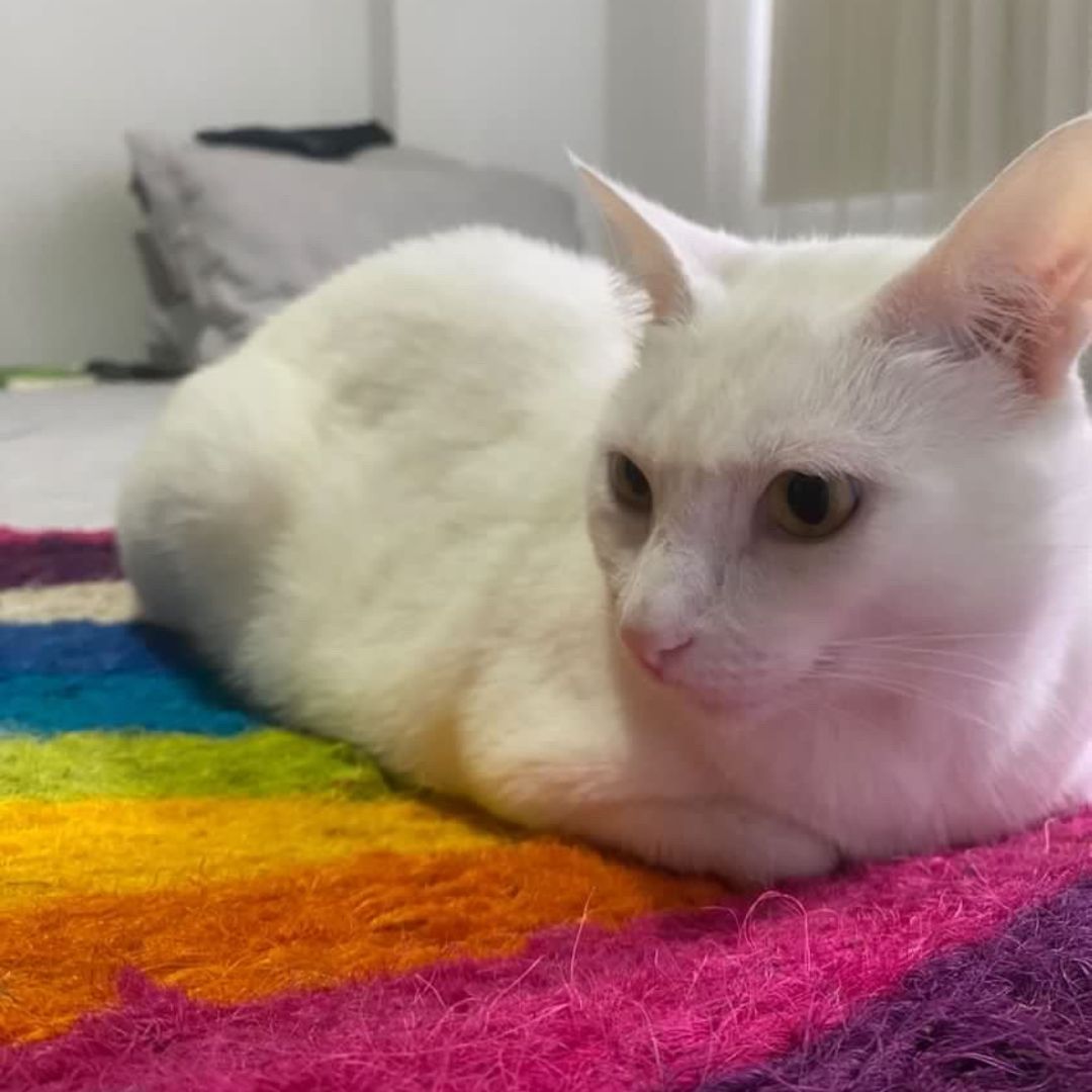 Felpuda encantadora Confetti pequeña para gatos