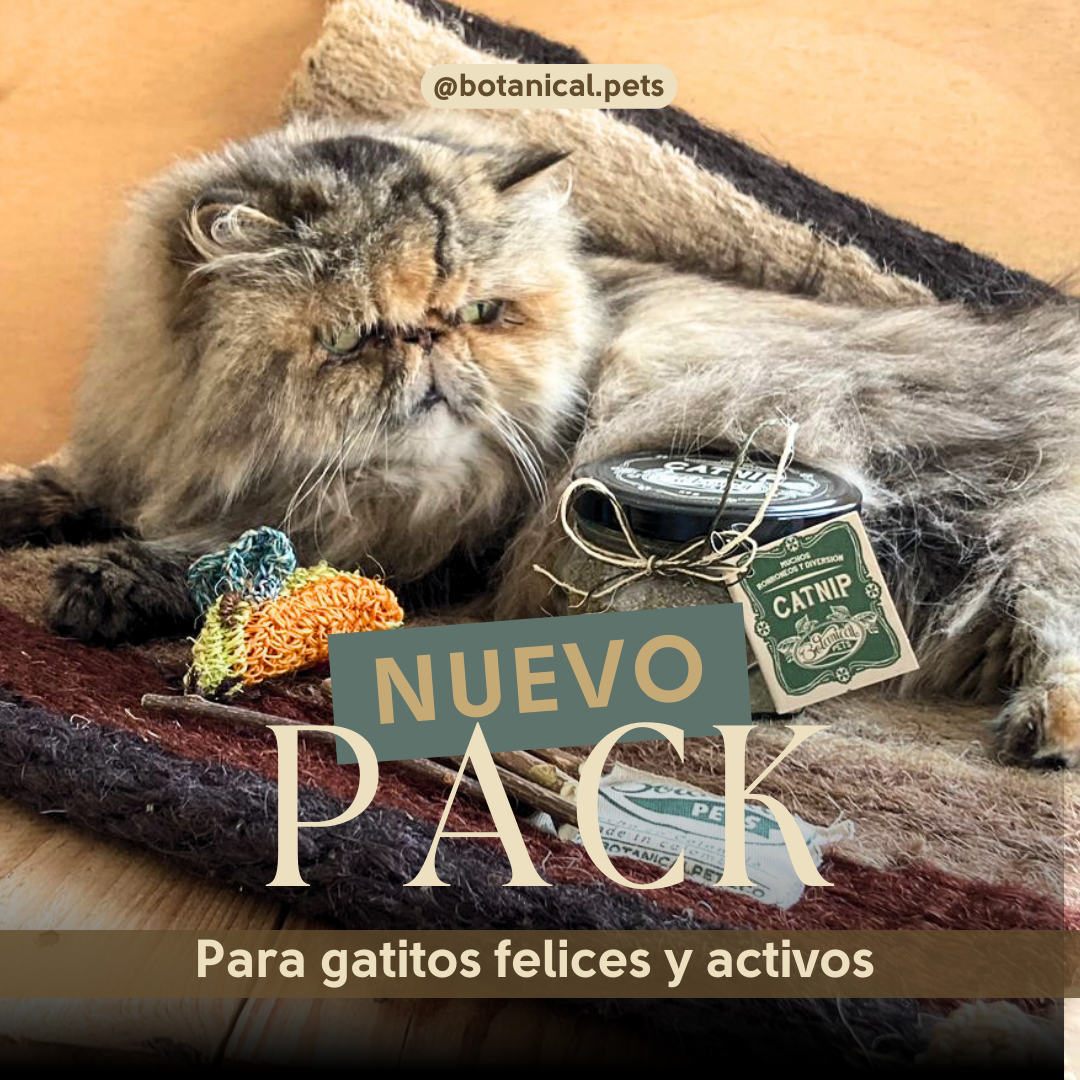 Pack para gaticos felices y activos