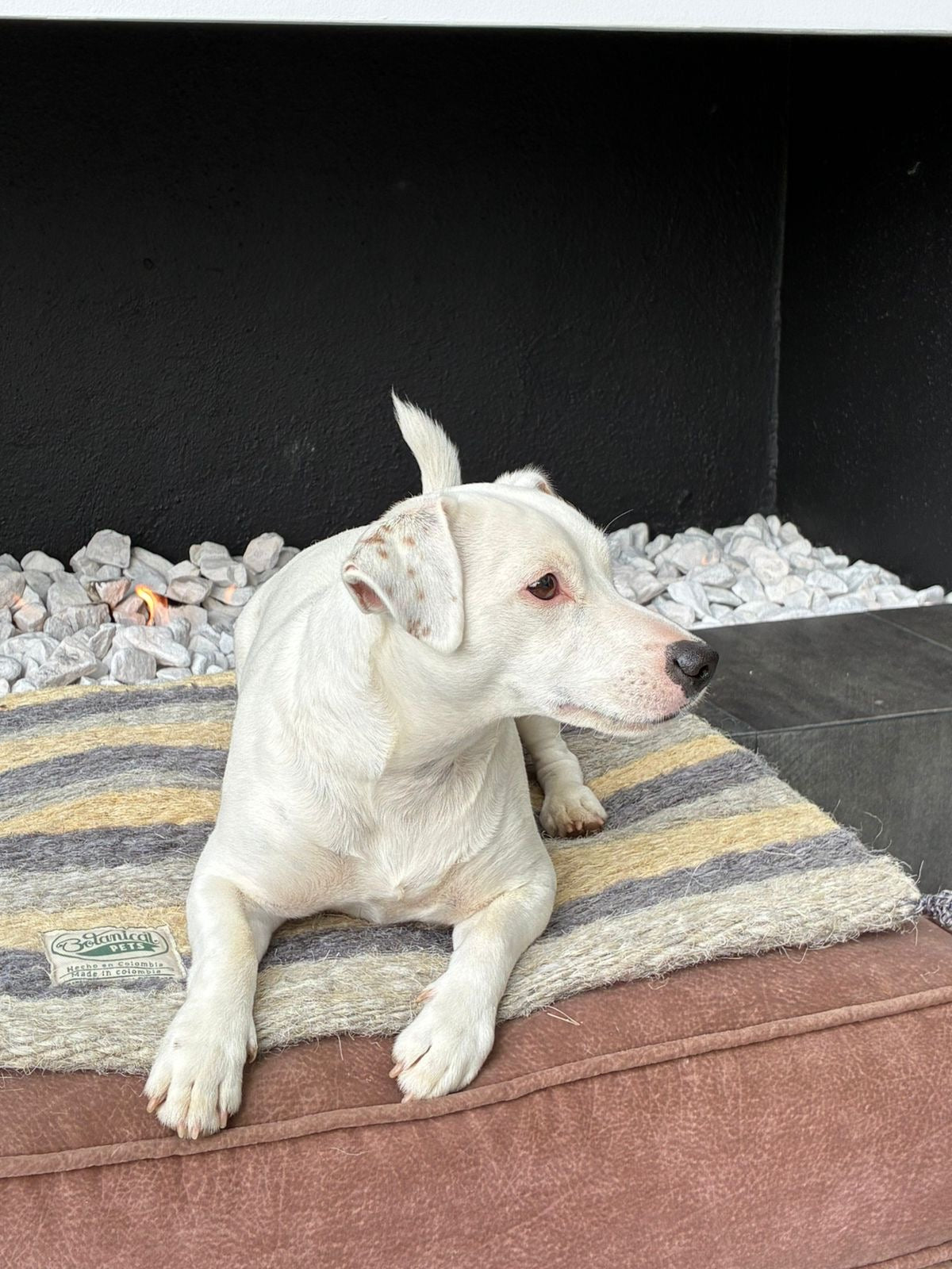 [NUEVA] Felpuda encantadora Gray pequeña 🩶