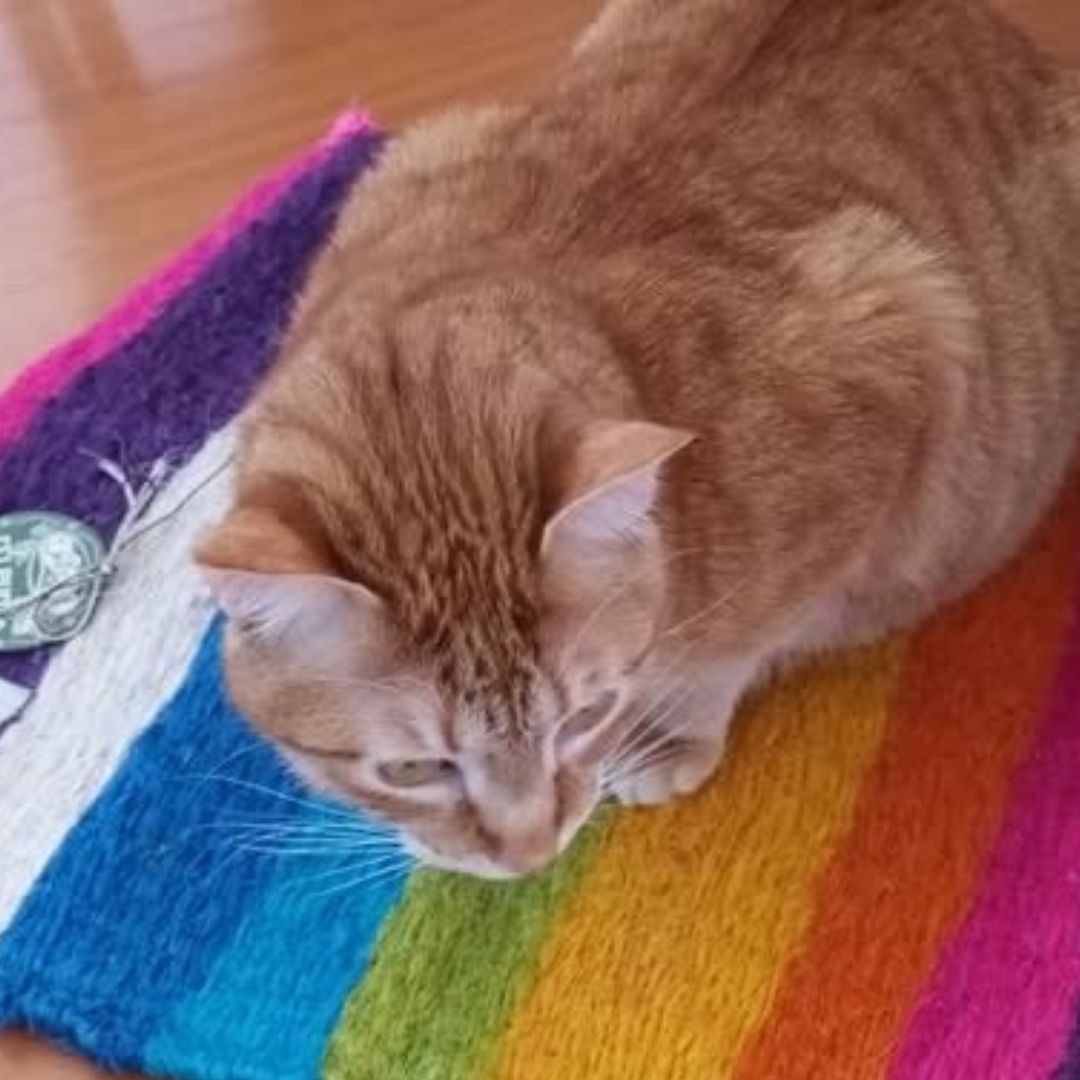 Felpuda encantadora Confetti pequeña para gatos
