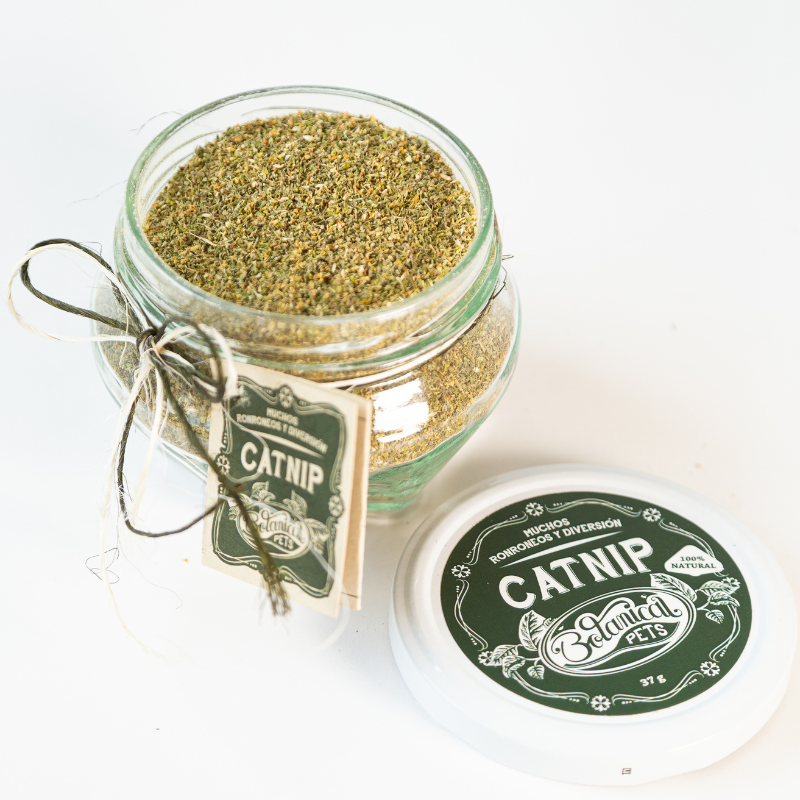 Catnip en polvo premium