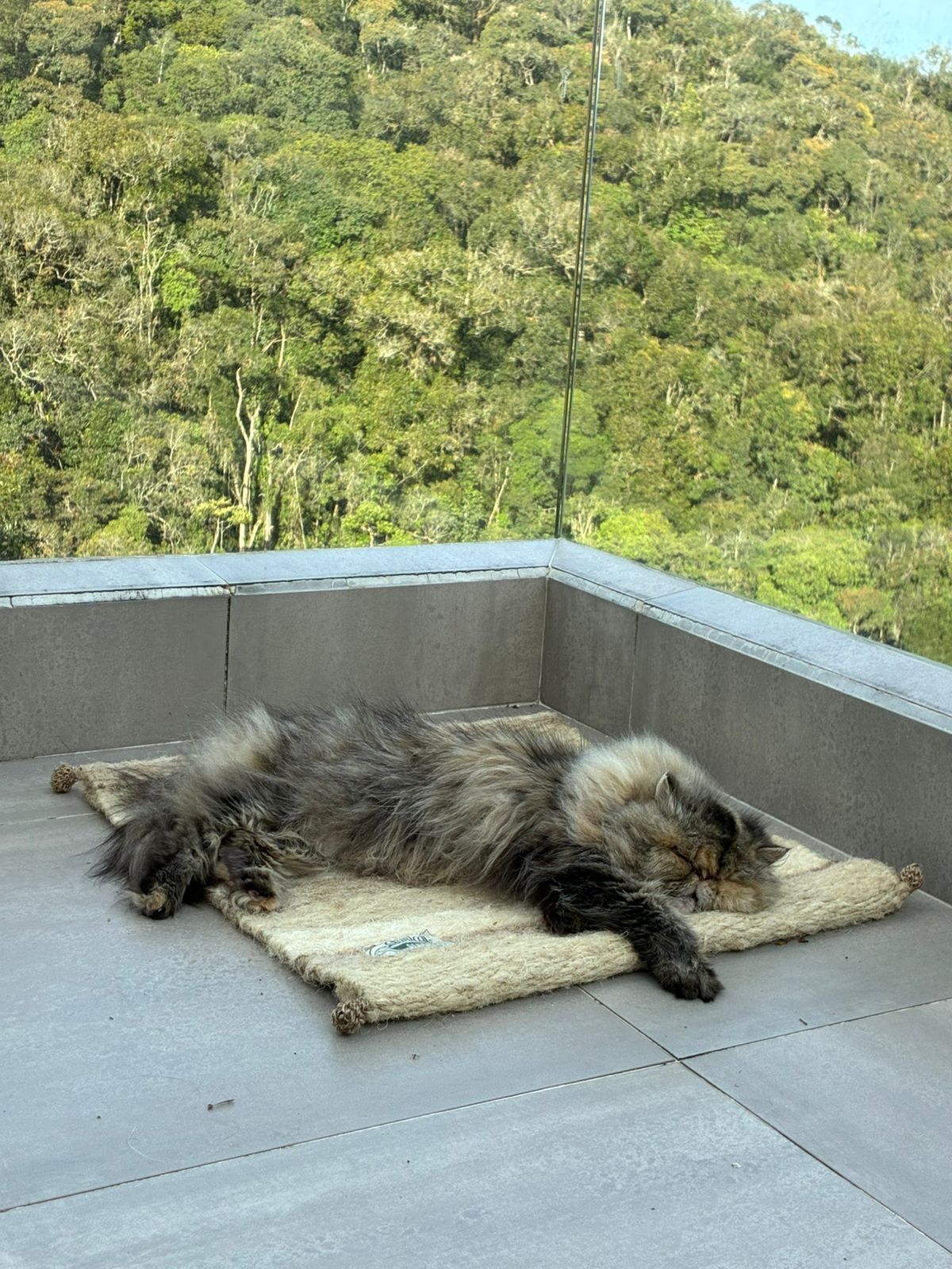 [NUEVA] Felpuda encantadora Latte pequeña 🤎