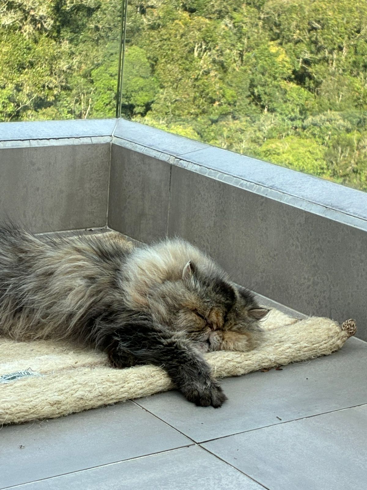 [NUEVA] Felpuda encantadora Latte pequeña 🤎