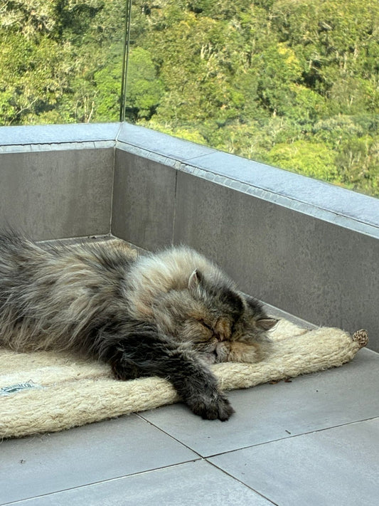 [NUEVA] Felpuda encantadora Latte pequeña 🤎
