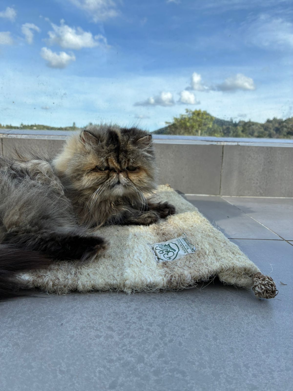 [NUEVA] Felpuda encantadora Latte pequeña 🤎