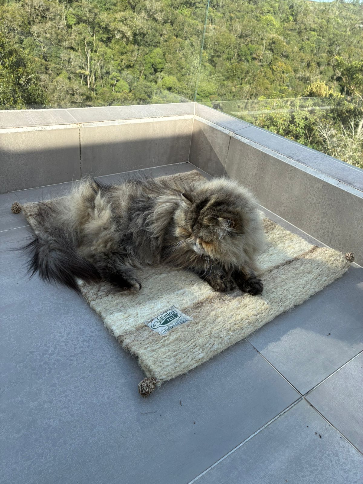 [NUEVA] Felpuda encantadora Latte pequeña 🤎