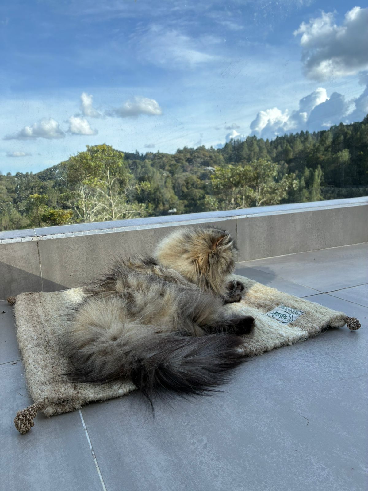 [NUEVA] Felpuda encantadora Latte pequeña 🤎