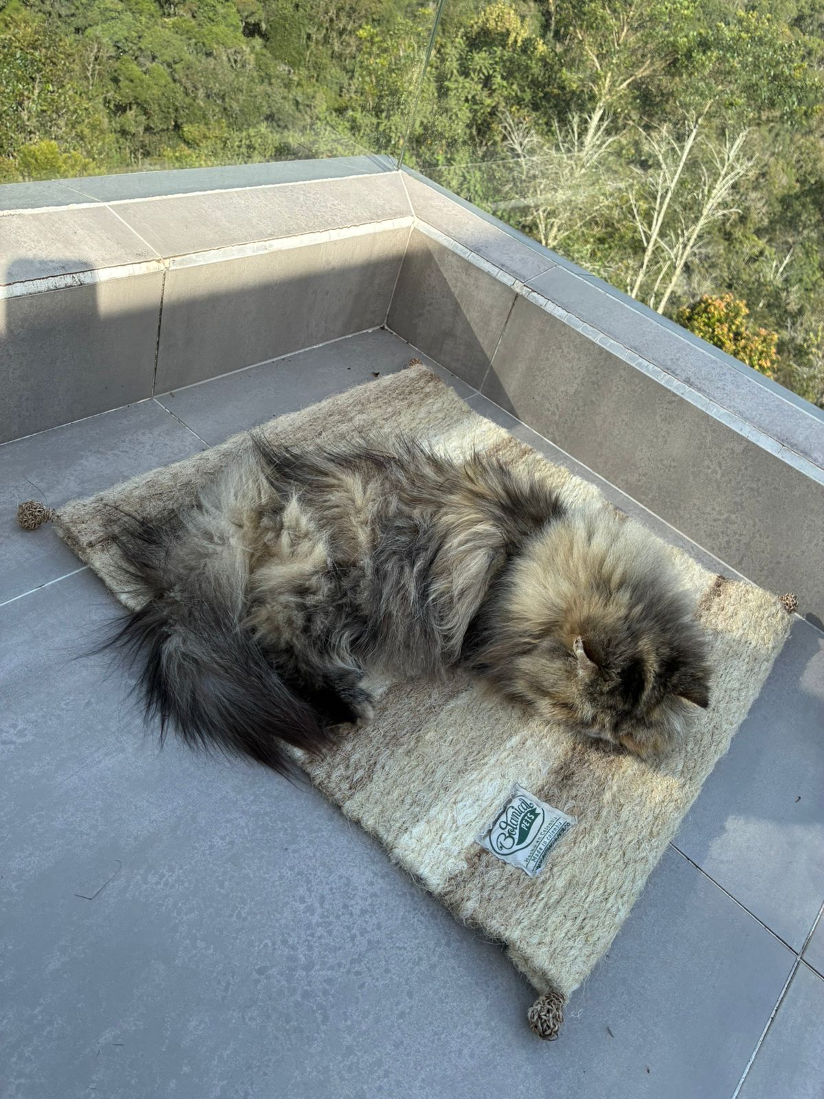 [NUEVA] Felpuda encantadora Latte pequeña 🤎