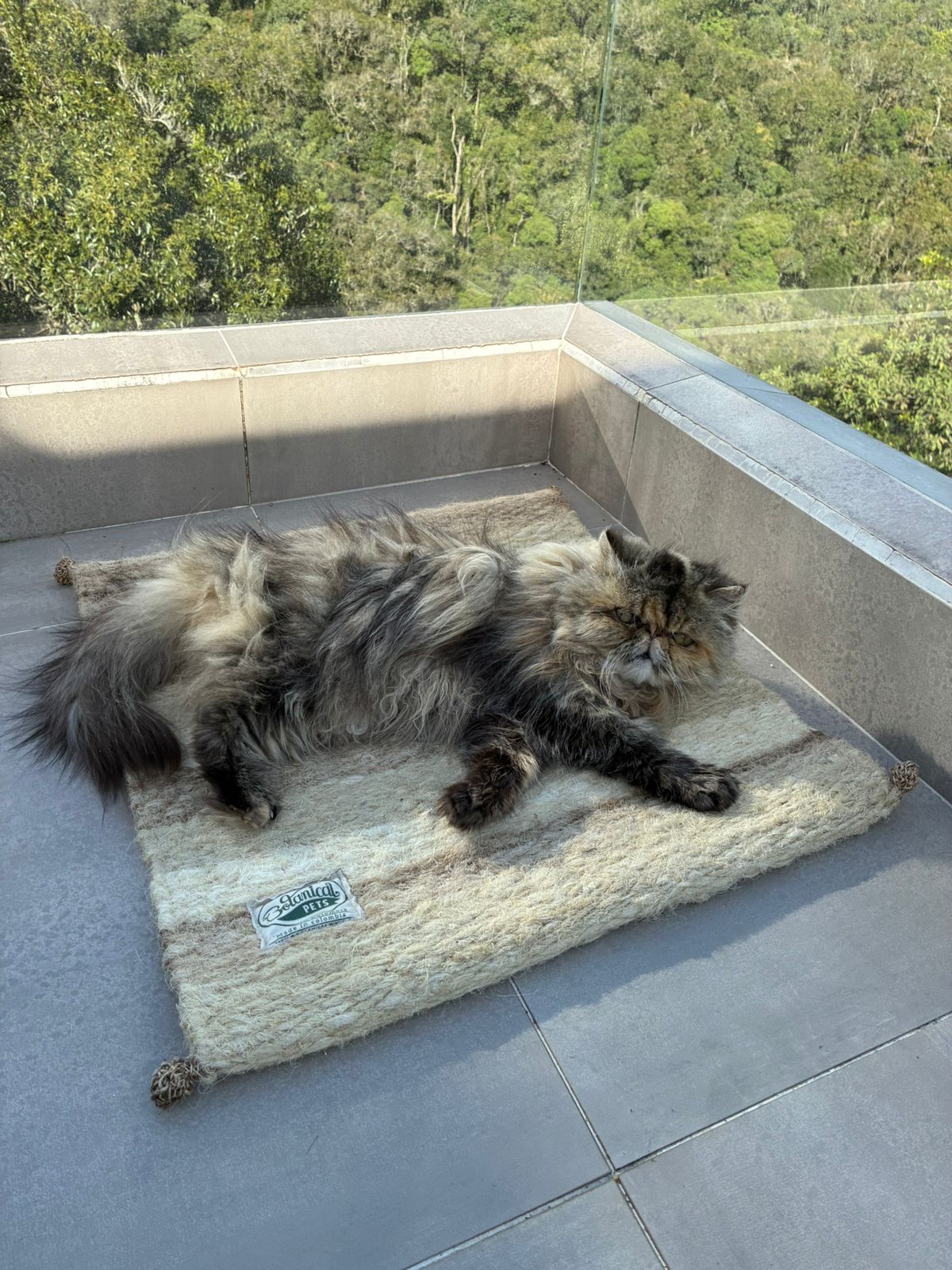 [NUEVA] Felpuda encantadora Latte pequeña 🤎