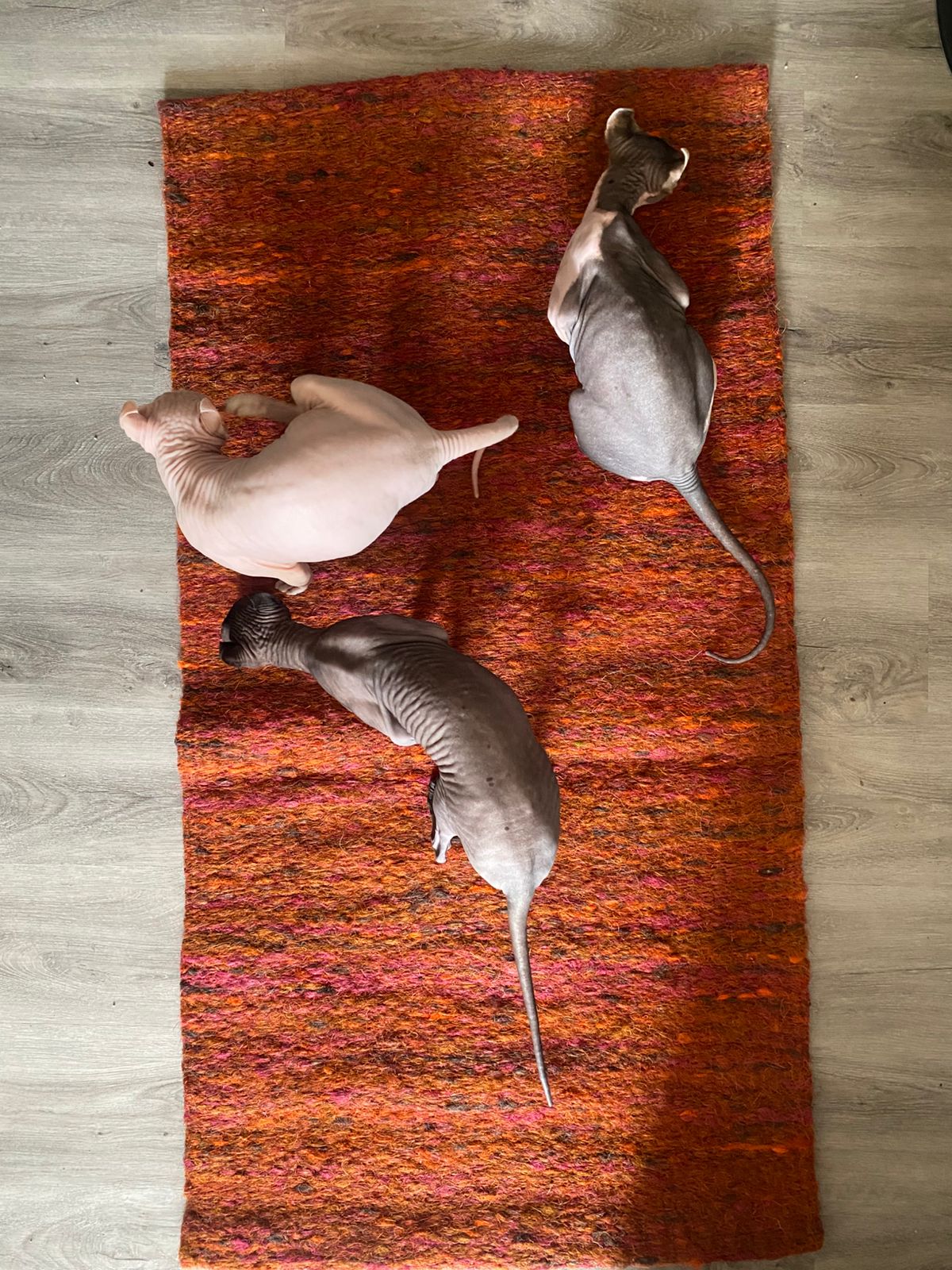 [Nueva] Felpuda encantadora antipelitos Roux - BIG [para varios mishis]